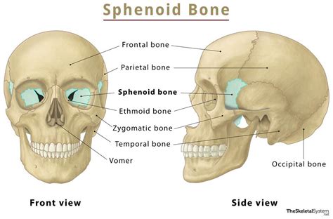 Sphenoid Bone – Location, Function, Anatomy, & Labeled Diagram