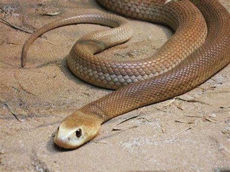 26 best Inland taipan's (AKA Fierce Snake) images on Pinterest | Snakes ...