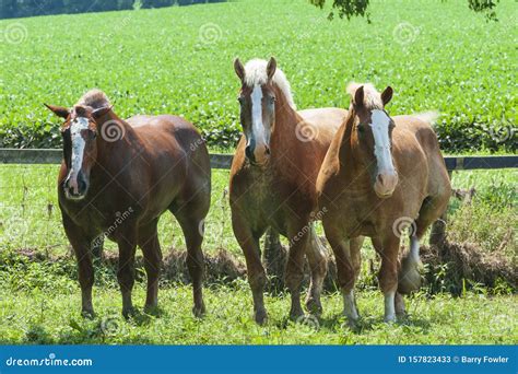 Belgian Draft Horses on a Farm Stock Image - Image of belgian, horse ...