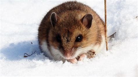 peromyscus species | Cell2, Tommy Thompson Park, Toronto. Th… | Flickr