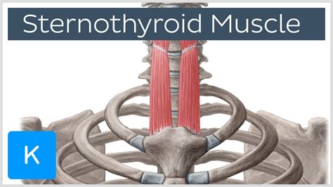 Sternothyroid Muscle Origin and Insertion - Human Anatomy | Kenhub ...