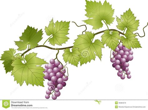 Grapevine | Grape wallpaper, Grape vines, Grapes