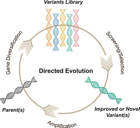 Directed Evolution: Methodologies and Applications | Chemical Reviews