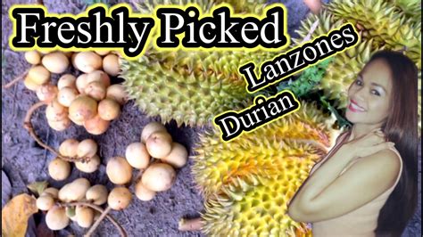 Freshly Picked Durian & Lanzones! - YouTube