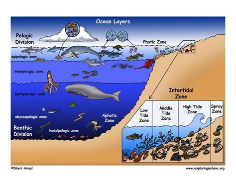 About the Oceans in 2024 | Ocean zones, Layers of the ocean, Biomes