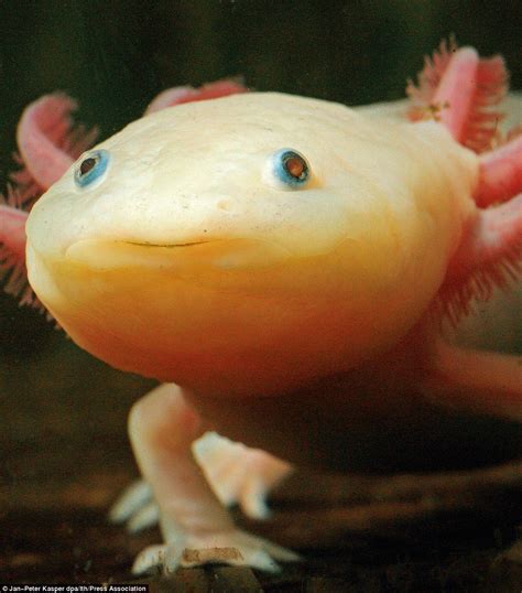 Axolotl, Lausanne, Pokemon In Real Life, Aquarium, Water Dog, Little ...