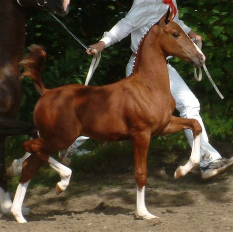 Dutch Harness Horse Arnaldo by Saffraan | Horse breeds, Hackney horse ...