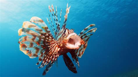 Interesting Facts About Red Lionfish - Unique Fish Photo