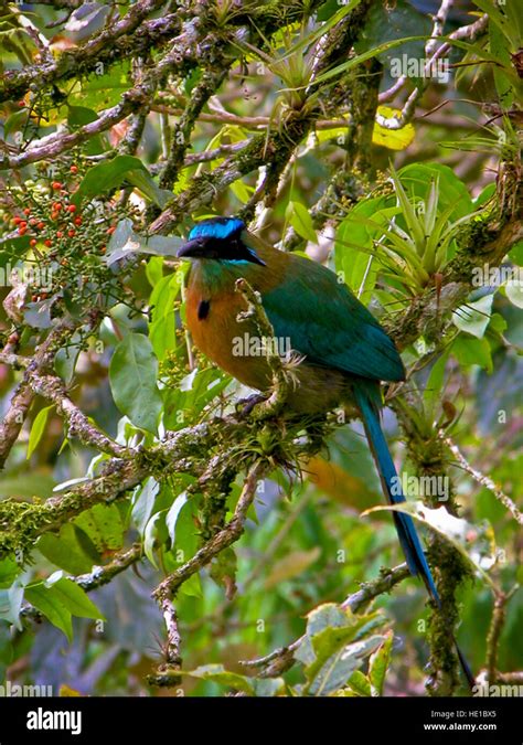 Eco Tours Costa Rica Stock Photo - Alamy