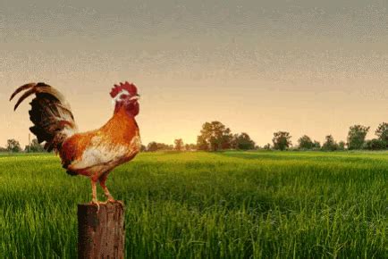 Gallo Rooster GIF - Gallo Rooster Cockerel - Discover & Share GIFs