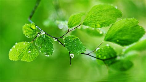 Green Nature Wallpapers - Top Những Hình Ảnh Đẹp