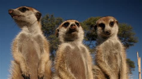 Meerkat Manor - Apple TV