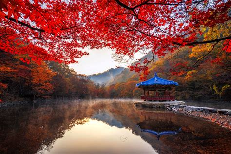 Autumn Maple | Naejangsan National Park | South Korea | Photo By ...