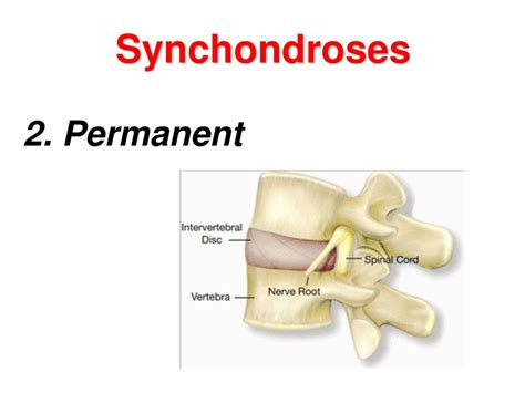 Arthrosyndesmology. - ppt download