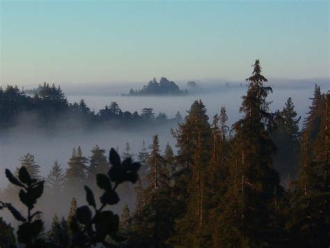 Forestdweller: Santa Cruz Mountains