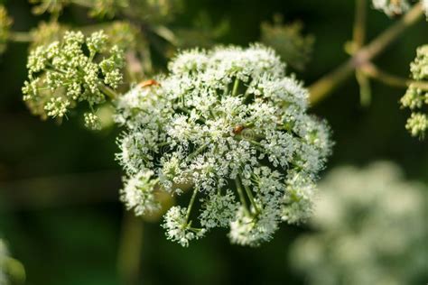 Flower Conium maculatum stock photo. Image of medicinal - 97855428