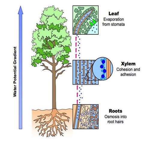 Describe the Cohesion-tension Theory of Water Transport in the Xylem