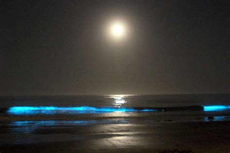 Sea of Stars on Vaadhoo Island, Maldives (Must See Blue Lights)