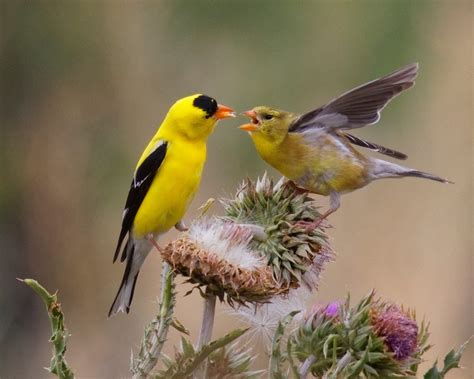 American Goldfinch: The Golden Bird - Birds and Blooms