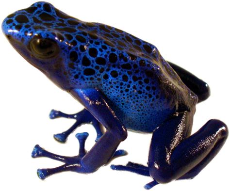 Dendrobates tinctorius 'Azureus' | Blue Poison Dart Frog (Captive Bred)