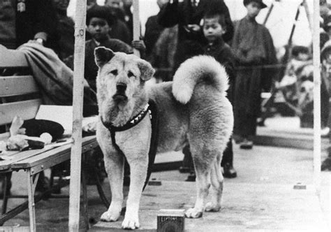 Rare Photos of Hachiko, the World's Most Loyal Dog | Vintage News Daily