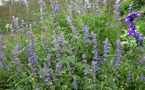 Blue Mealycup Salvia Farinacea Seeds | Fair Dinkum Seeds