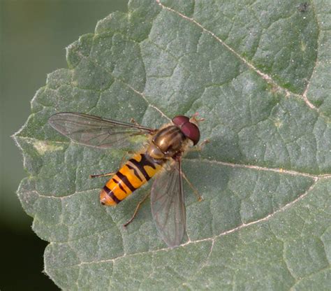 Family Syrphidae · MINKA