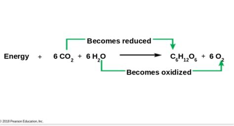 Chapter 10 -- photosynthesis Flashcards | Quizlet