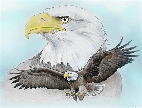 Bald Eagle 2 Drawing by James Deady - Fine Art America