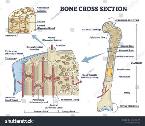 Compact Bone Labeled Single Osteon