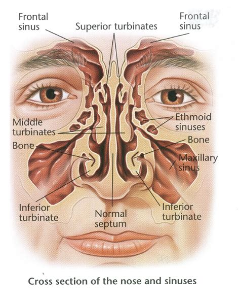 Septoplasty and Turbinoplasty - Dr Bridget Clancy | ENT Surgeon