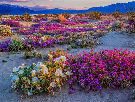 California might be set for another incredible wildflower bloom ...