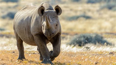 West african black rhinoceros - mahadock