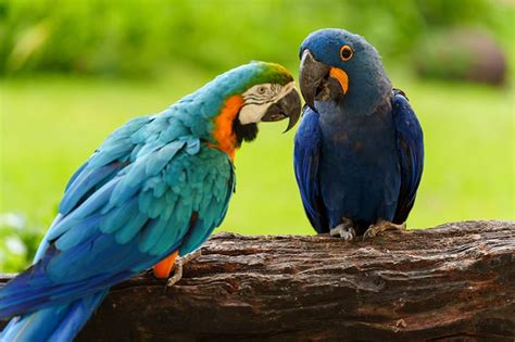 Caloshua Macaw: Facts, Care Guide, Pictures, & More | Animal World