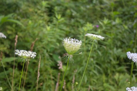 Queen Anne's Lace Identification, Folklore, & Wellness Benefits