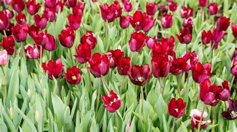 Premium Photo | Red tulip flower in a garden.