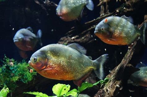 Piranha, A Fresh Water Fish Predator - Taman Safari Bali