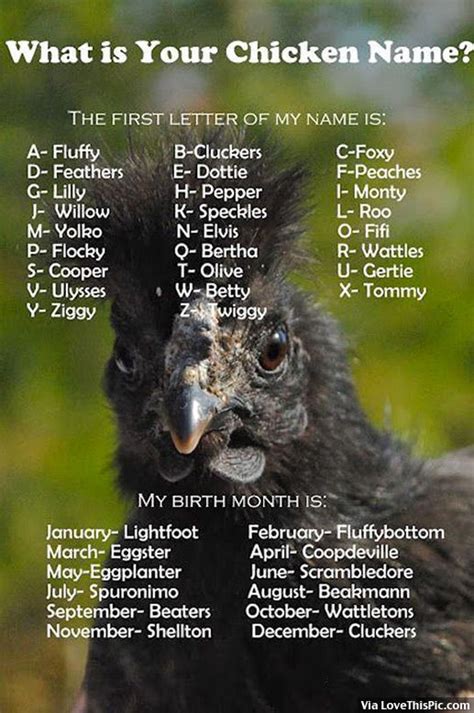 Whats Your Chicken Name? Pictures, Photos, and Images for Facebook ...