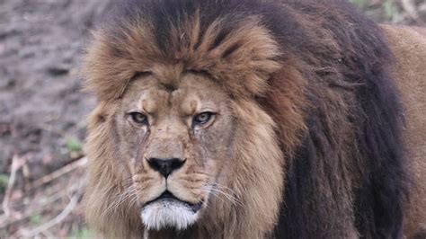 Beautiful Male Lion Roaring - YouTube