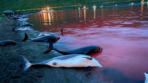 More than 1,400 dolphins killed in hunting tradition on Faroe Islands