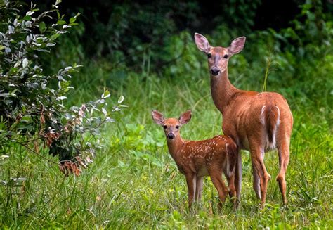 Female Whitetail Deer with fawn: Image captured just after dawn in low ...