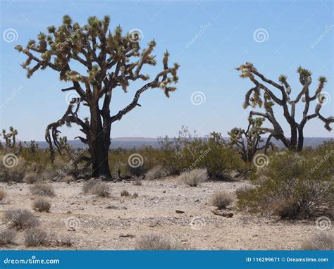 Some Trees in the Desert in Nevada Stock Image - Image of tree, nevada ...