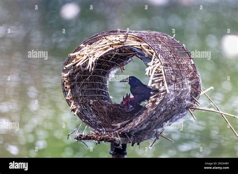 Common grackle nesting inside an artificial duck nest. Adult grackle ...