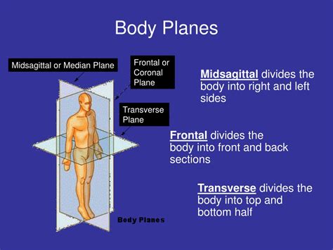 PPT - Unit 6:2 – Body Planes, Directions and Cavities PowerPoint ...