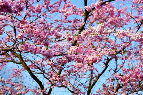 Free Images : tree, branch, flower, bloom, spring, produce, pink ...