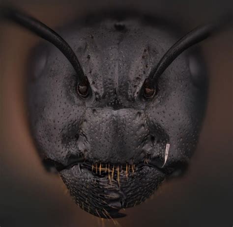 Nikon award-winning closeup photo of demonic ant face creeps out netizens