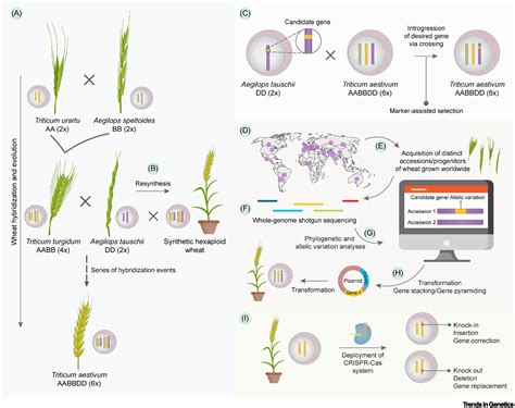 Aegilops tauschii presents a genetic roadmap for hexaploid wheat ...