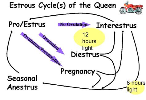 How Many Matings Does It Take For Cats To Get Pregnant?