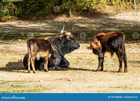 Heck Cattle, Bos Primigenius Taurus or Aurochs in the Zoo Stock Photo ...