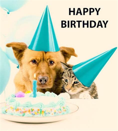 happy birthday dog memes – Happy Birthday Memes